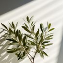 왕방초등학교 이미지