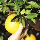 오렌지 농장 이미지