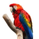 앵무새 이미지