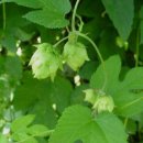 홉 호프 이미지