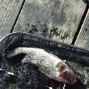 영목수산좌대 이미지