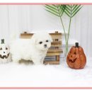 꼬마애견샵 이미지