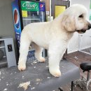 올 도그 그루밍(All DOG GROOMING) 이미지