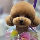 개벤져스(Gaevengers) 이미지