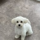 멍블리 펫살롱 이미지