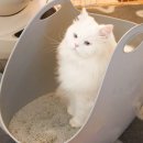 ㈜연한 훼미리 | 먼지 없는 고양이 벤토나이트 모래 키사