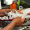 시흥24시센트럴동물의료센터 이미지