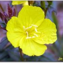 해여림식물원 이미지