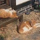 소솜 | 공주 한옥 카페 추천 :: 카페 소솜 후기 (곰골식당 근처 맛집❣️)