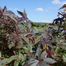 임진적벽길 이미지