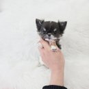 내품안의반려견 노원점 | 강아지분양 파티치와와분양 내품안의반려견