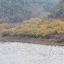 경북 의성 투어(2) - 숲실산 산행 & 산수유마을 생태탐방 이미지