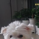 개멋지개 이미지