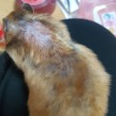 쿨펫 양·한방 동물병원 이미지