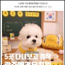 멈무들 | 광주반려견유치원 5곳 돌아보고 정착한 멈무유치원, 계속 보내는 이유?