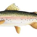 2012-13년 사스카췌원주 낚시 가이드 SK Angler's Guide 소개 3부 이미지