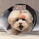 고든펫 이미지