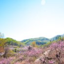사곡리 Daum카페