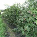 지곡농장 이미지