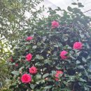 꽃마을로 이미지