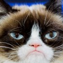 (주)페피테일 이미지