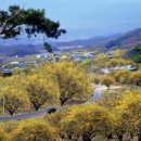 산수유권역 이미지