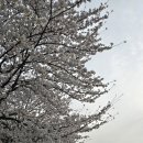 오산천 산책로 | 2026 오산천 벚꽃 축제후기,실시간 개화현황🌸🌸🌸🌸,오색시장맛집