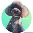 예쁘댕냥 이미지