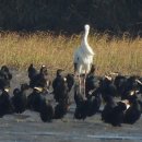 J0345 네이버블로그