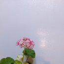 블러썸 이미지