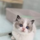 펫엔글라이더본점&로던트클럽 광주 이미지