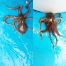 서해대교바다낚시터 | 서해대교바다낚시터(서해주꾸미낚시) 후기