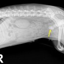 오즈동물병원 이미지