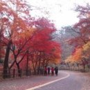 (벙개) 남산둘레길 가을단풍 모임. 11월7일(토), 오전11:00 회현역 4번 출구밖 이미지