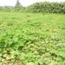 달고 파근파근한 친환경-단호박,밤호박- 예약판매합니다. 이미지