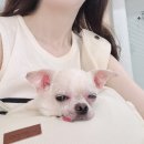 청담밝은약국 | 수원 분당 강아지 안과 백내장 초기 치료 안약 비용 2곳