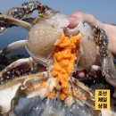 연평도 알배기 암꽃게 서해안 산지 직송 후기
