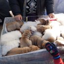 모란동물병원 이미지