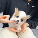 딜리버리멀티샵 이미지