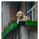유명관광 Daum카페