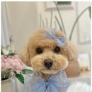 몽몽이애견미용 이미지