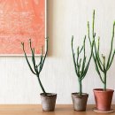 반려식물키우기 이미지