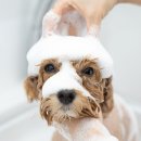 스위프트살롱 이미지