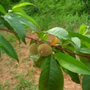 동희농원 이미지