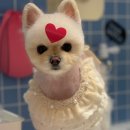 댕댕이의 품격 이미지