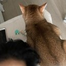 띵까띵까 이미지