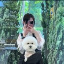 댕스베리 이미지