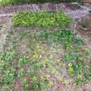 황금농장(2) 이미지