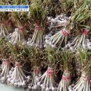 동철농장 이미지