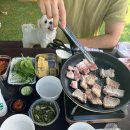 세곡축산 | [안성] 애견수영장, 반려견 수영장 원더풀도그베이 주말 방문후기+개모차 추천
